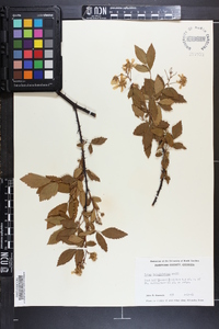 Rubus argutus image