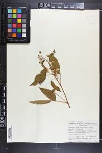 Rubus argutus image