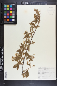 Rubus argutus image