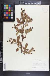 Rubus argutus image