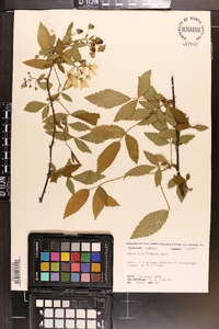 Rubus argutus image