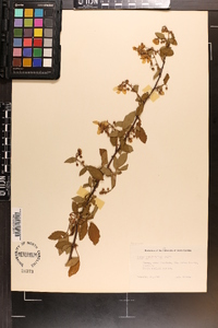 Rubus argutus image