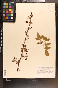 Rubus argutus image