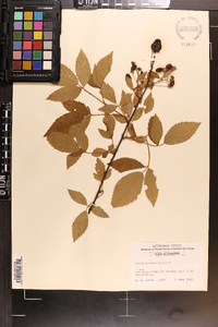 Rubus argutus image