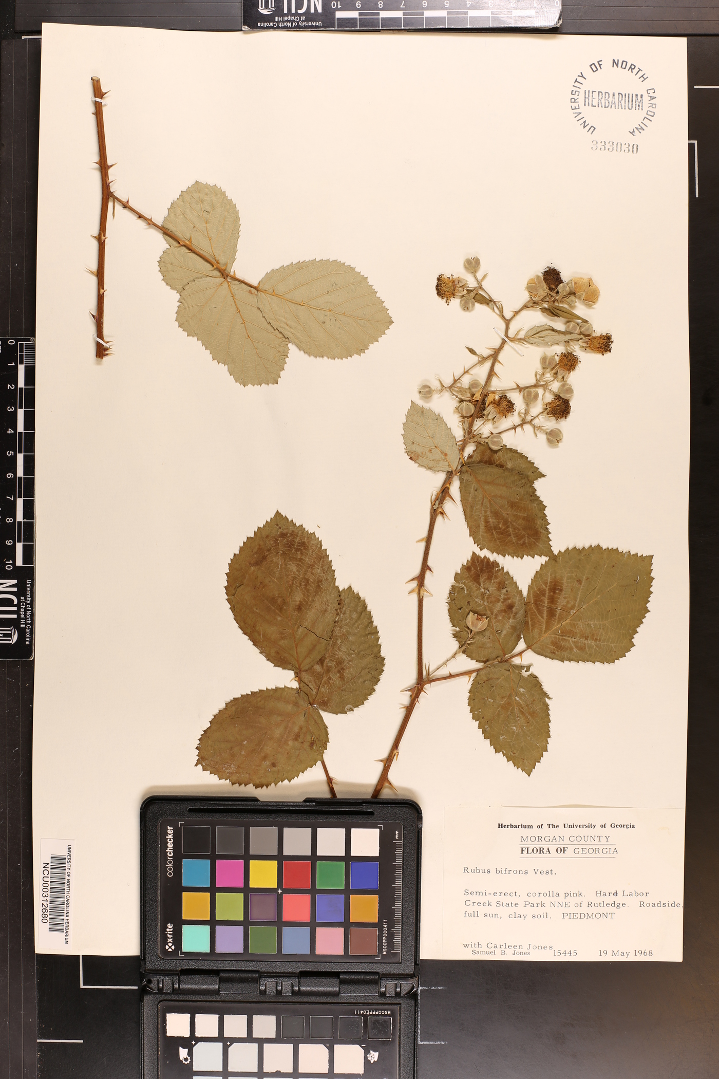 Rubus biflorus image