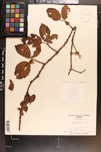 Rubus biflorus image
