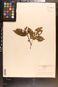 Rubus canadensis image