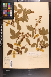 Rubus canadensis image