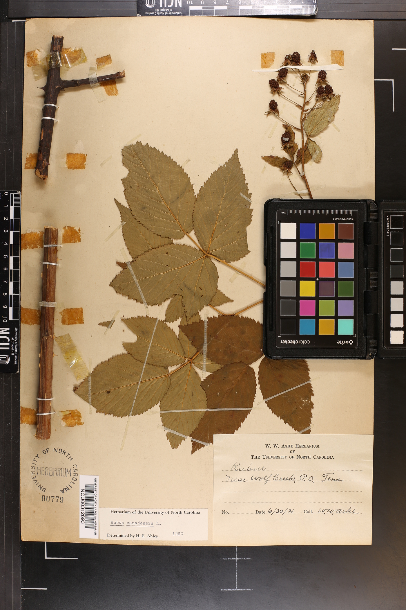 Rubus canadensis image