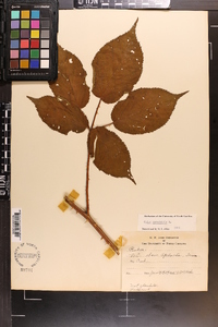 Rubus canadensis image