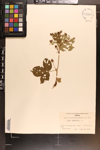 Rubus canadensis image