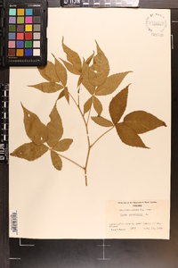 Rubus canadensis image