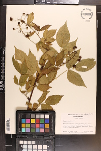 Rubus canadensis image