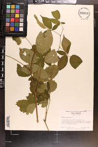 Rubus canadensis image