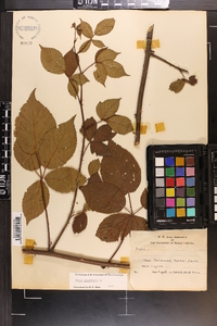 Rubus canadensis image