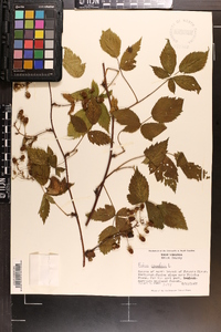 Rubus canadensis image