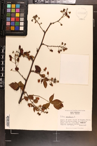 Rubus canadensis image