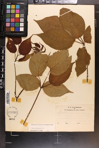 Rubus canadensis image