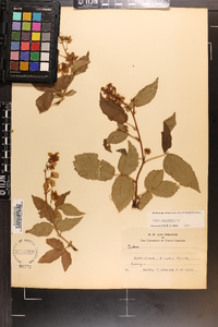 Rubus canadensis image