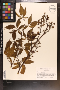 Rubus canadensis image