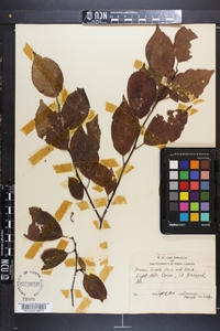 Prunus lanata image