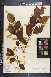 Prunus lanata image