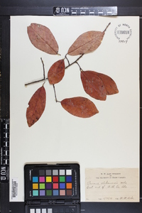 Prunus alabamensis image