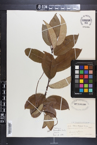 Prunus alabamensis image