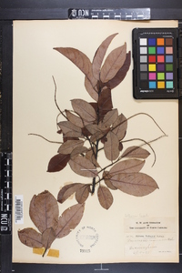 Prunus alabamensis image