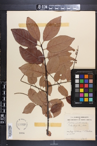 Prunus alabamensis image