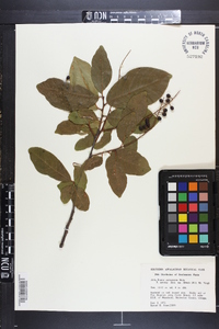 Prunus alabamensis image