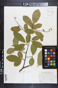 Prunus alabamensis image