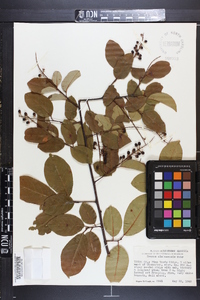 Prunus alabamensis image