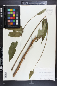 Ailanthus altissima image