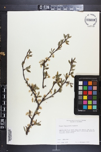 Prunus angustifolia image