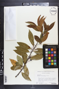 Prunus caroliniana image