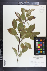 Prunus cerasus image