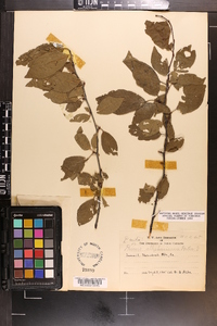 Prunus alleghaniensis image