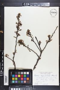 Prunus angustifolia image