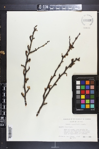 Prunus angustifolia image