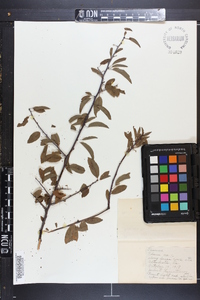 Prunus angustifolia image