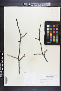 Prunus angustifolia image