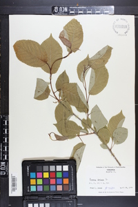 Prunus avium image