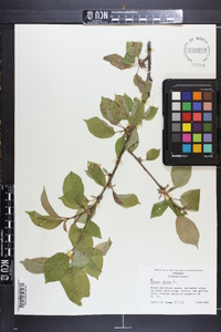 Prunus avium image