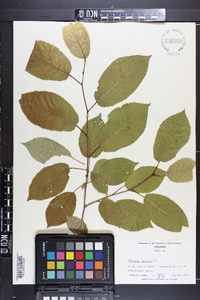 Prunus avium image