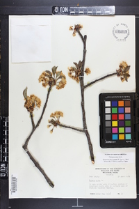 Prunus avium image