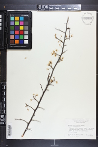 Prunus angustifolia image