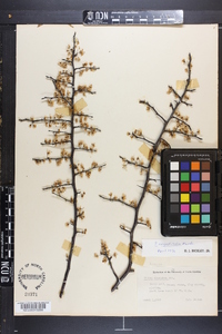 Prunus angustifolia image