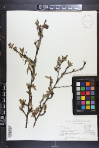 Prunus angustifolia image