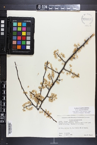 Prunus angustifolia image